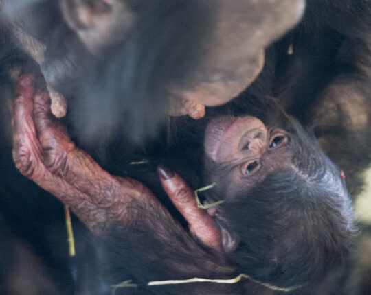 Bonobo baby geboren bij Apenheul