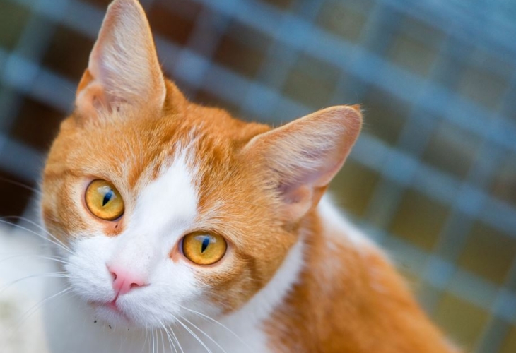 Dierenbescherming