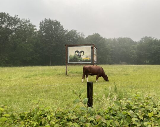 Apeldoorn Vroeg: Hoenderloo