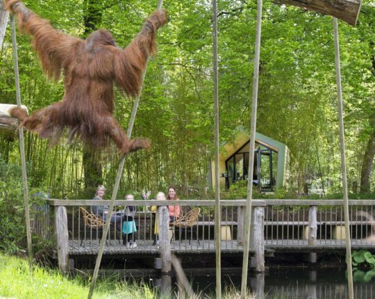 Jonge Apenheulfans mogen slapen bij de apen