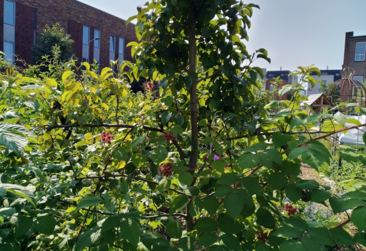 fruitboom