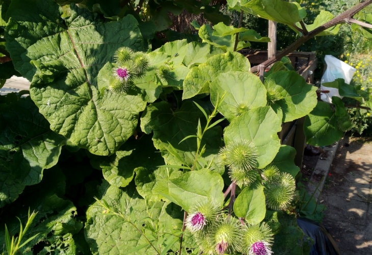kleefdistel