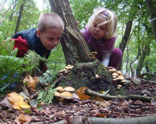 Aankomend weekend speuren naar paddenstoelen