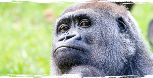 Verdrietig nieuws over gorilla Gyasi