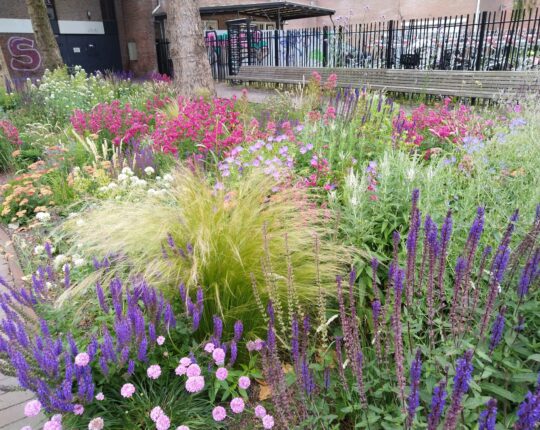 Steeds meer stadsgroen