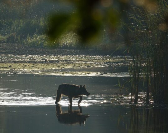 Een opzienbarend natuurverhaal: de wolf in Nederland