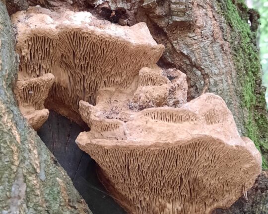 Op zoek naar de eerste paddenstoelen