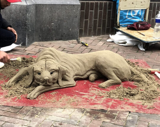 Opmerkelijk Apeldoorn: Hond in de hoofdstraat