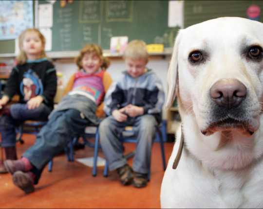 Veilig met honden omgaan: Staat jouw hond binnenkort voor de klas?