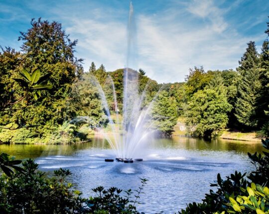 Royale boomkunst verbindt cultuur en natuur in Stadspark Berg & Bos
