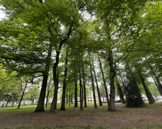 ‘Bomen voor jou’: Een ode aan Apeldoorn’s groene schatten