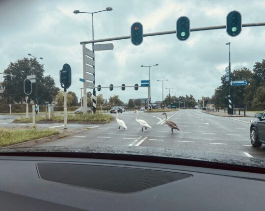 Opmerkelijk Apeldoorn: zwanen-trio waggelt door rood