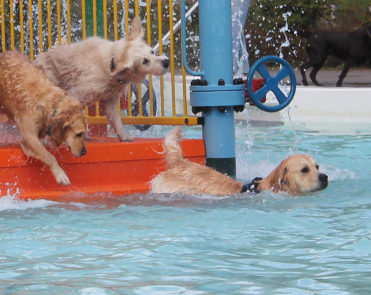 Boschbad Apeldoorn verwelkomt honden op High Tea
