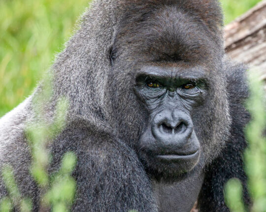 Nieuwe Gorillaleider Banjoko binnenkort in Apenheul