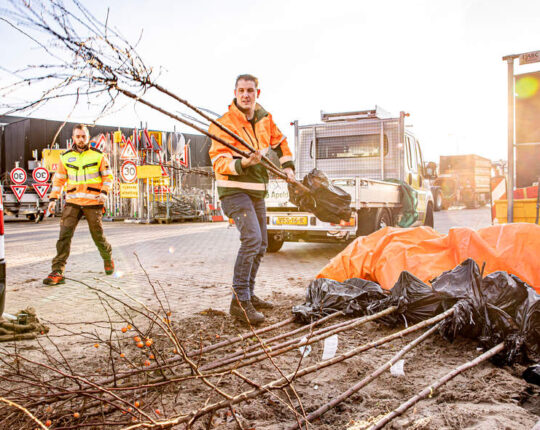 Gemeente Apeldoorn geeft 500 bomen weg