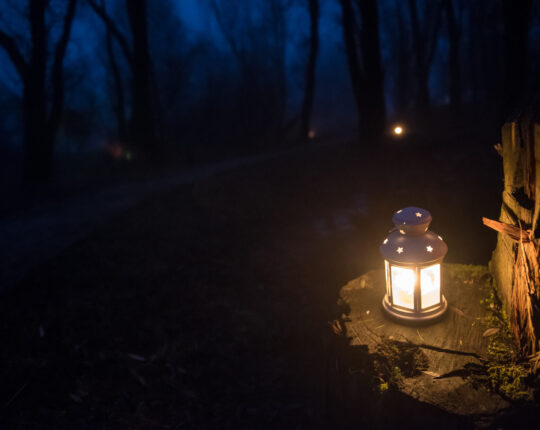 Stralend ’t Leesten: Lantaarntjesroute en Kerstparadijs in het Bos