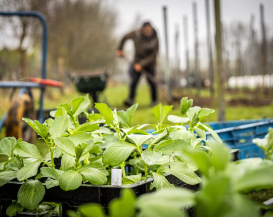Stadsakkers: Zorg voor natuur en mens hand in hand