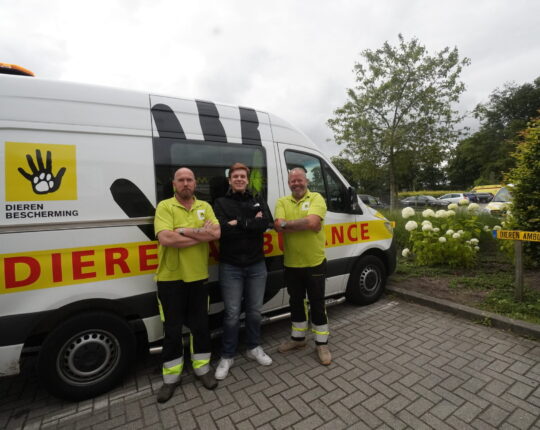 Stage in de Stad: Dierenvrienden op Wielen