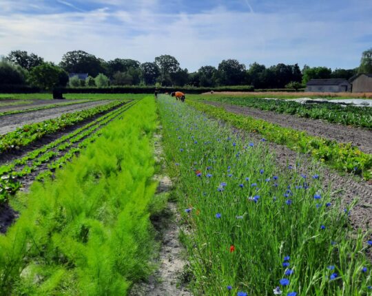 Zomerrondleiding Herenboerderij in Loenen