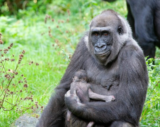 Apenheul verwelkomt pasgeboren gorillababy