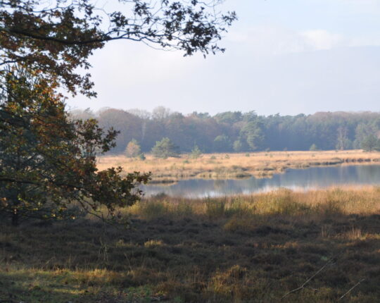 Wandel door het hart van de Veluwe tijdens de 15e Kootwijker Veen- en Zandtocht