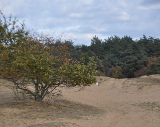 Wandelen door bos, heide en stuifzand tijdens de 17e Kootwijker Veen- en Zandtocht