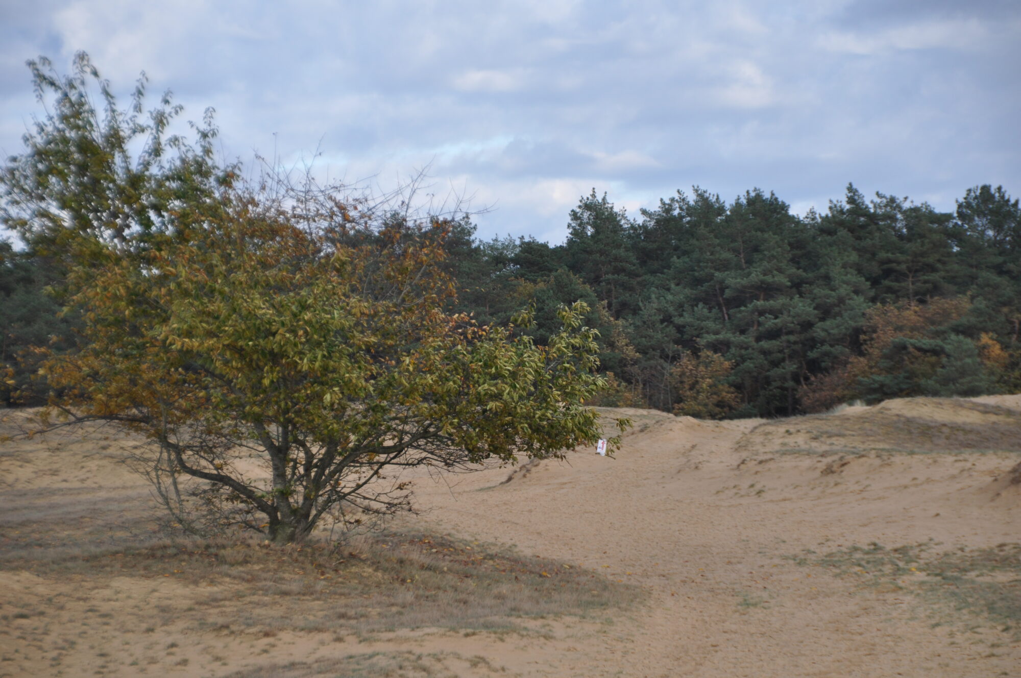 Wandelen door bos, heide en stuifzand tijdens de 17e Kootwijker Veen- en Zandtocht