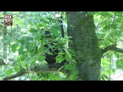 Apenheul met handen in het haar; Gorilla’s gaan bomen op gorilla-eiland te lijf