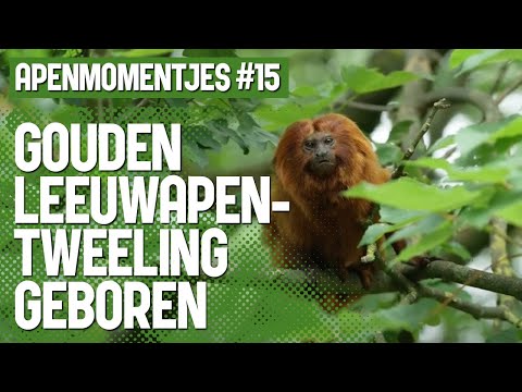 [VIDEO] Zeldzame gouden leeuwapentweeling geboren bij Apenheul