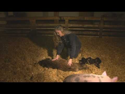 Mister Frisling stapel verliefd op roze babe